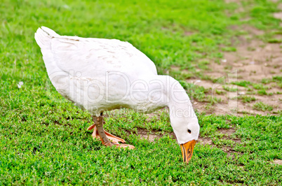 Goose white nips grass