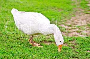 Goose white nips grass