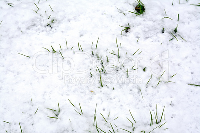 Grass green in the snow