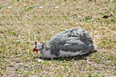 Guinea fowl sitting on grass