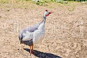 Guinea fowl in the sand