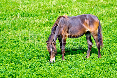 Horse brown on grass