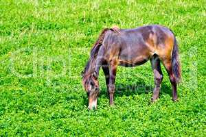 Horse brown on grass