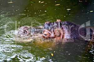 Hippopotamus in water