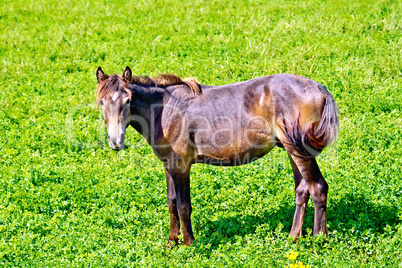Horse brown on green grass
