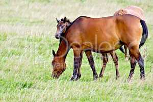 Horse sorrel with foal