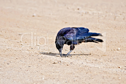 Jackdaw on river sand