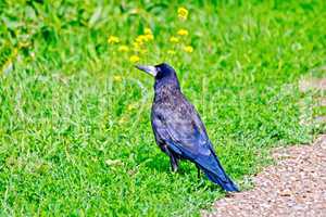 Jackdaw on the green grass