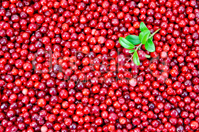 Lingonberry with sprig texture