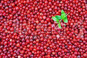 Lingonberry with sprig texture