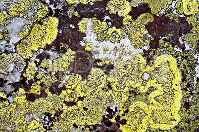 Mold yellow and brown on stone