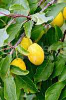 Plums yellow on tree branch