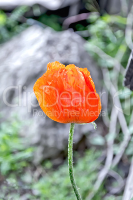 Poppy red on gray stone