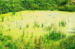 Pond overgrown with duckweed