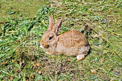 Rabbit brown on the grass
