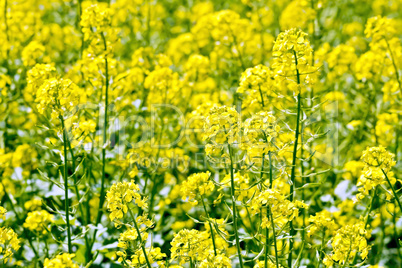 Rapeseed field yellow
