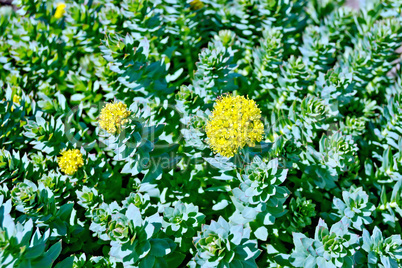 Rhodiola rosea blooming with green leaves