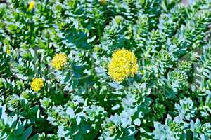 Rhodiola rosea blooming with green leaves