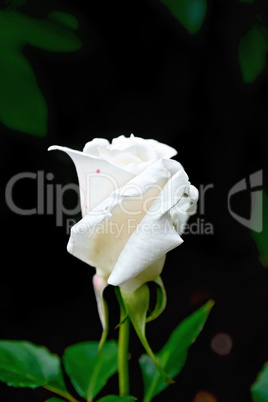 Rose white