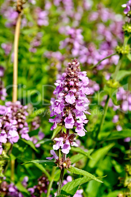 Stachys palustris