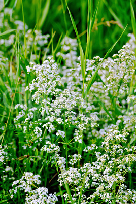 Stellaria white