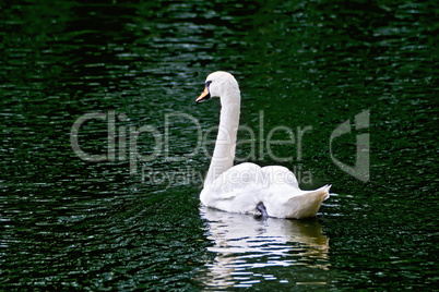 Swan white in green water