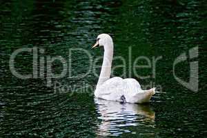 Swan white in green water