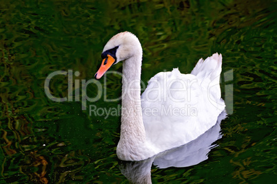 Swan white in the pond