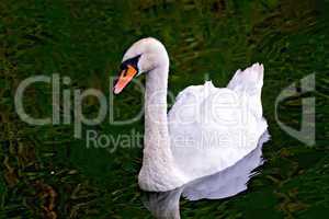 Swan white in the pond