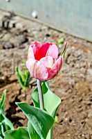 Tulip pink in the garden