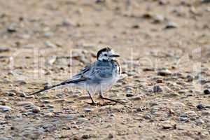 Wagtail on the sand