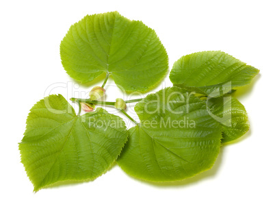 Green linden-tree leafs on white background