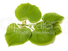Green linden-tree leafs on white background