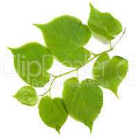 Green tilia leafs on white background