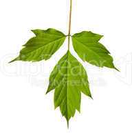 Green acer negundo leaf