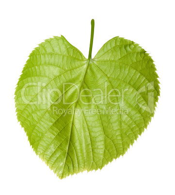 Green linden-tree leaf