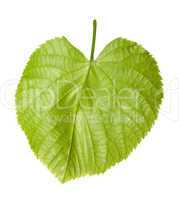 Green linden-tree leaf