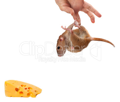 Fancy rat hang on hand and looking at piece of cheese