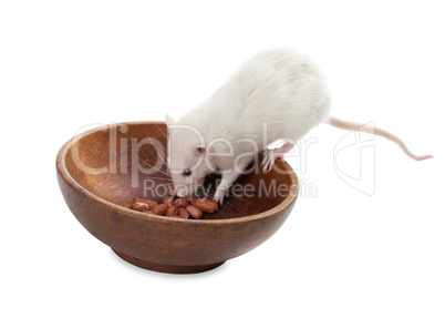 White rat eating peanuts from wooden plate