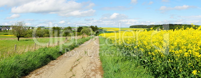 Weg und Rapsfeld Panorama