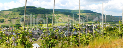 Wintrich an der Mosel Panorama