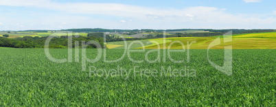 grünes Kornfeld Panorama