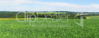 grünes Kornfeld Panorama