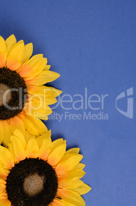 Sunflower background