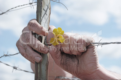Hands Holding Yellow Flowers and Barbed Wire Fence