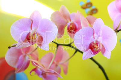 pink orchid blossoming