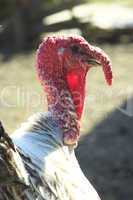 turkey-cock's head