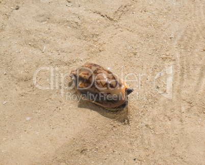 Cone Snail on Sandy Beach