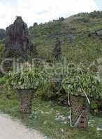 Baskets Filled with Green Harvest at Side of Road