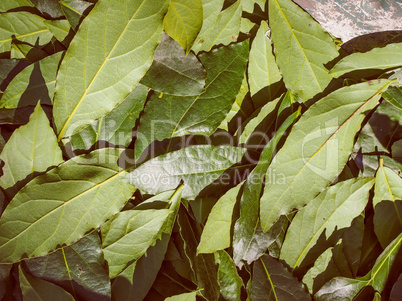 Retro look Bay tree leaf